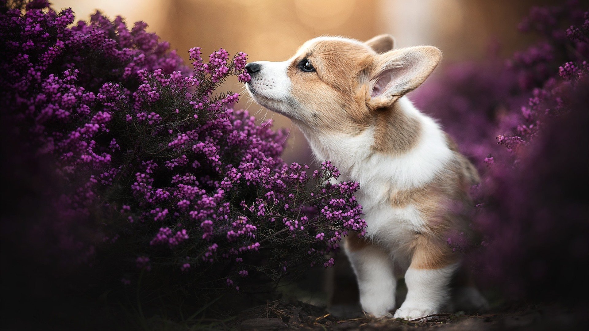 巴雷特：全黑队的“进攻指挥官”，赛场上毫不手软