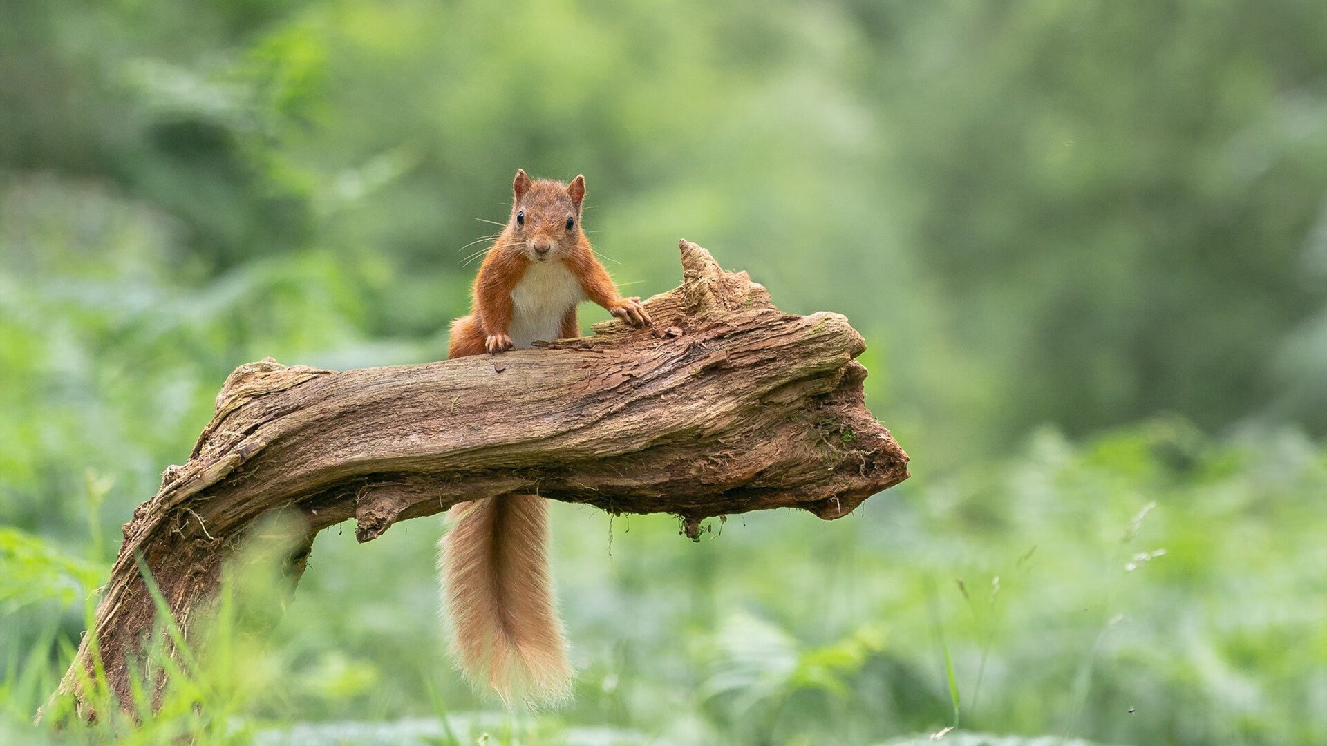 德甲球迷的文化认同感提升，德甲的风格