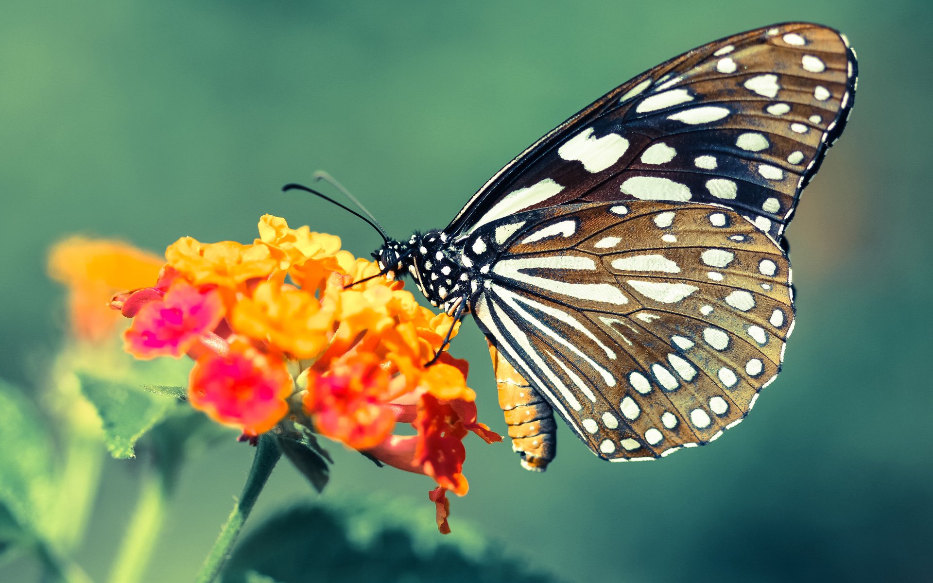 爱游戏官网-谢佩玲女子10米跳台决赛突破自我，谢佩伦个人简介