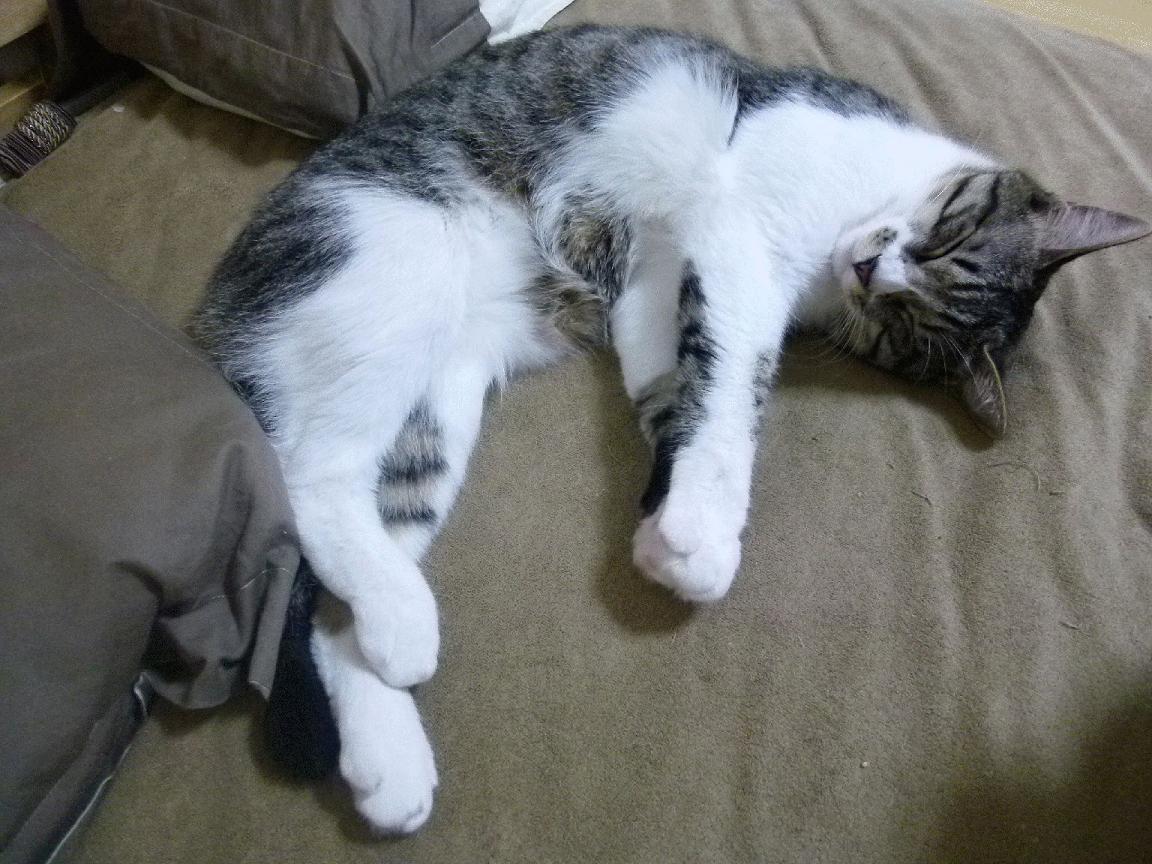 高尔在橄榄球冠军锦标赛的稳定发挥,赢得主场观众的喝彩,橄榄球和高尔夫一样吗