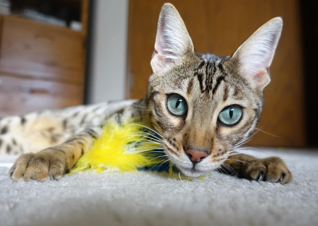 爱游戏体育（AYX）官方APP下载-麦金托什技术动作细腻助力夺冠，麦金托什海报